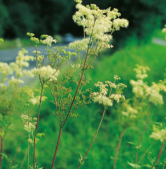 Meadowsweet (Filpendula ulmaria)