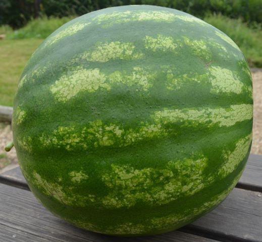 Watermelon Crimson Sweet