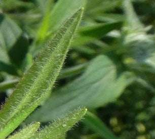 picture of Mint, Mountain