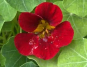 Nasturtium Black Velvet