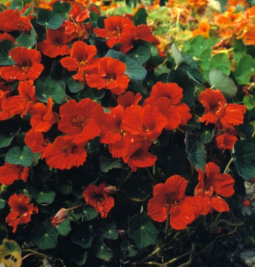 Nasturtium Empress of India