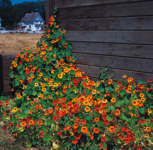 Nasturtium Tall Climbing Mix