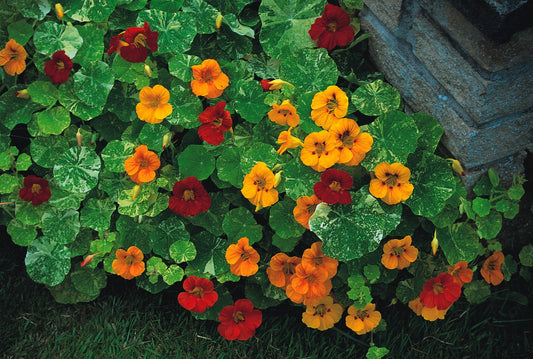 Nasturtium Tom Thumb Alaska