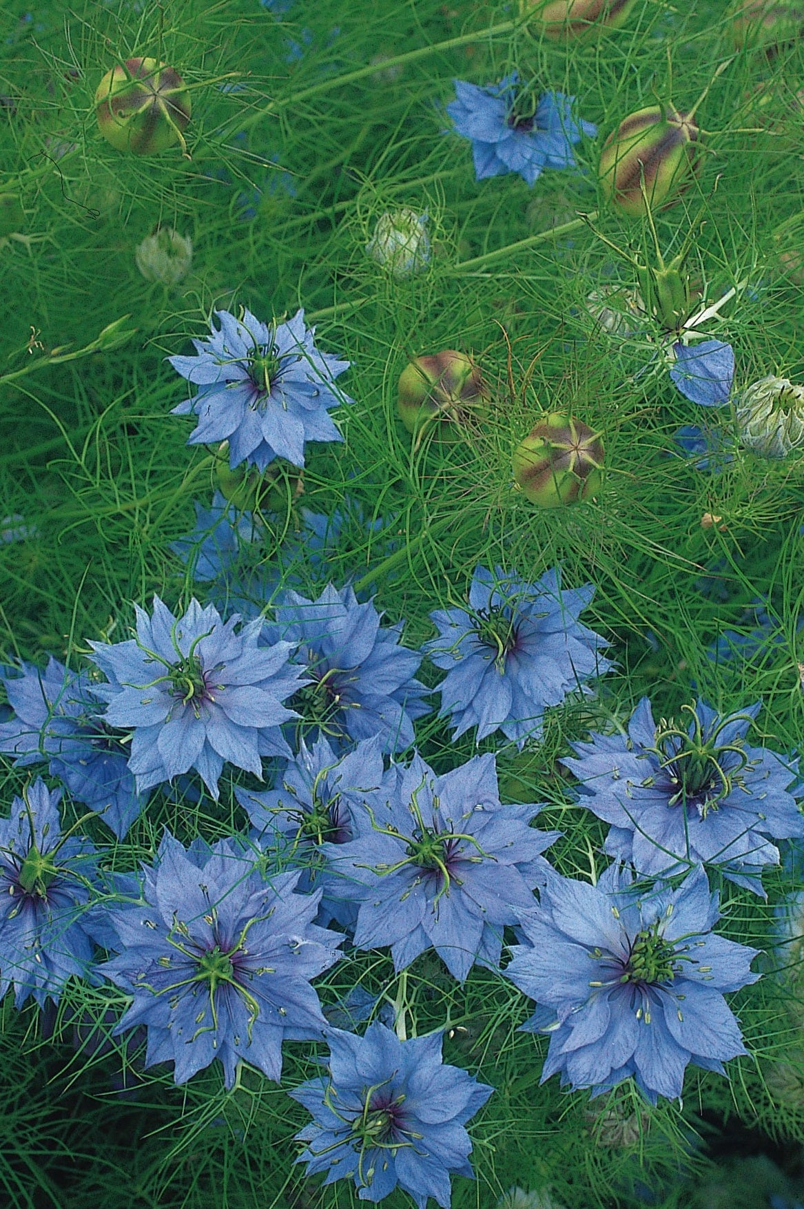 Nigella Miss Jekyll (light blue)