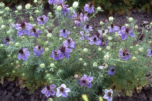 Nigella Miss Jekyll (oxford blue)