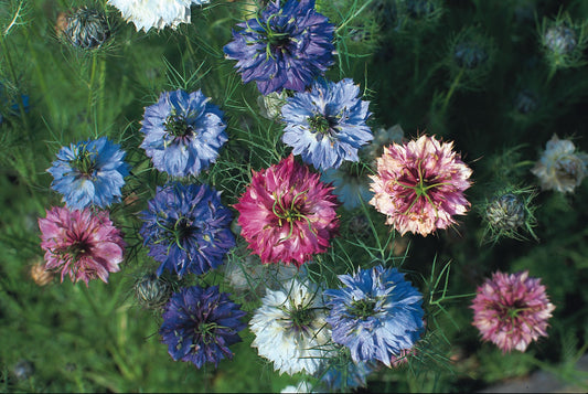 Nigella Persian Jewels