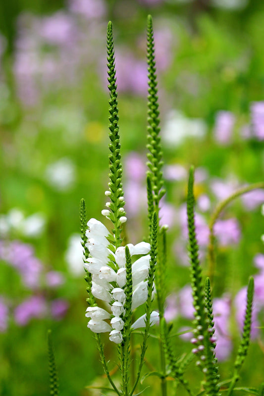 Physostegia Crown of Snow (Obedient Plant)