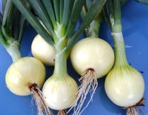 picture of Onion Bajosta naturally nurtured seed