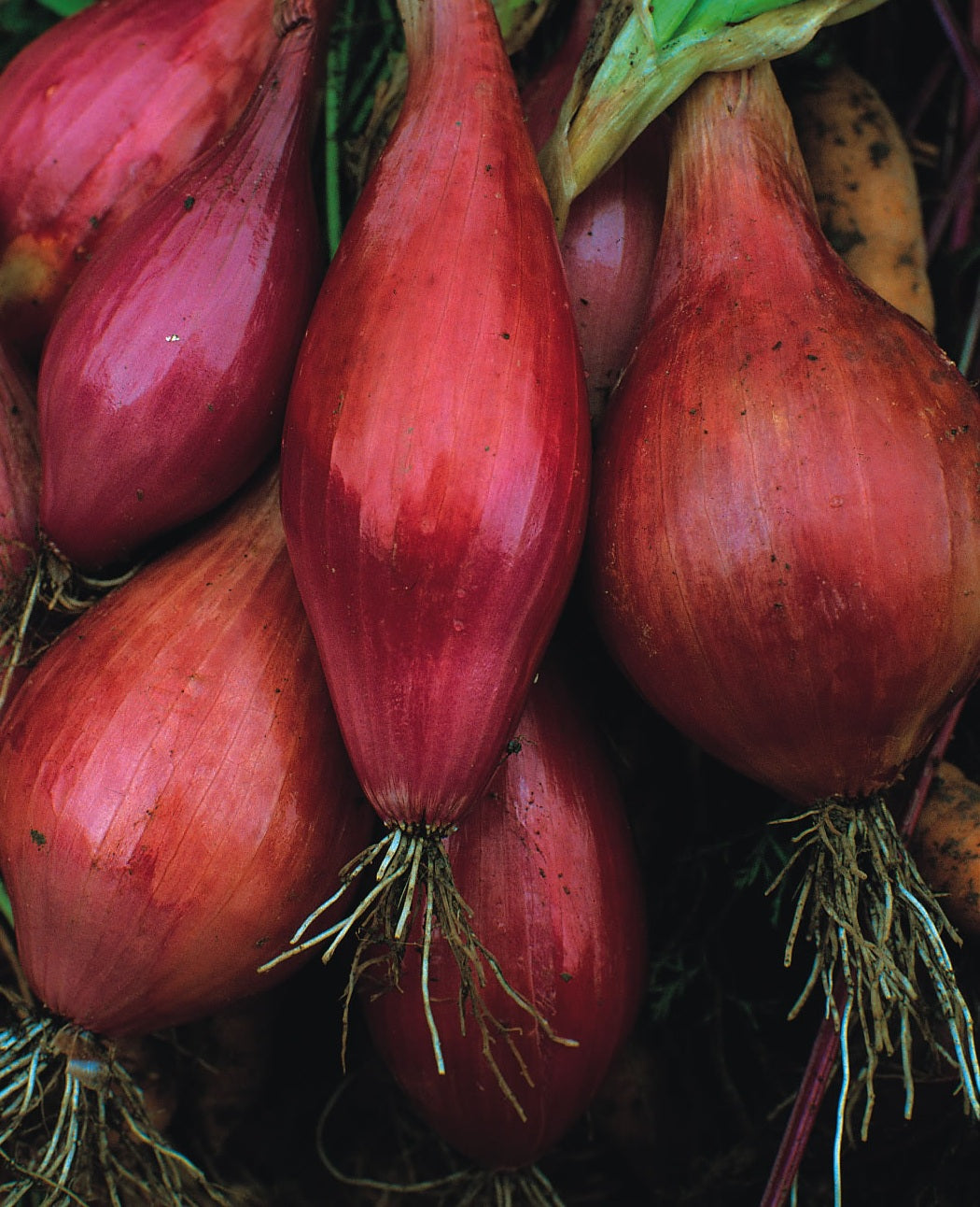 Onion Long Red Florence