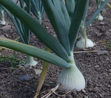 picture of Onion Musona White Italian naturally nurtured seed