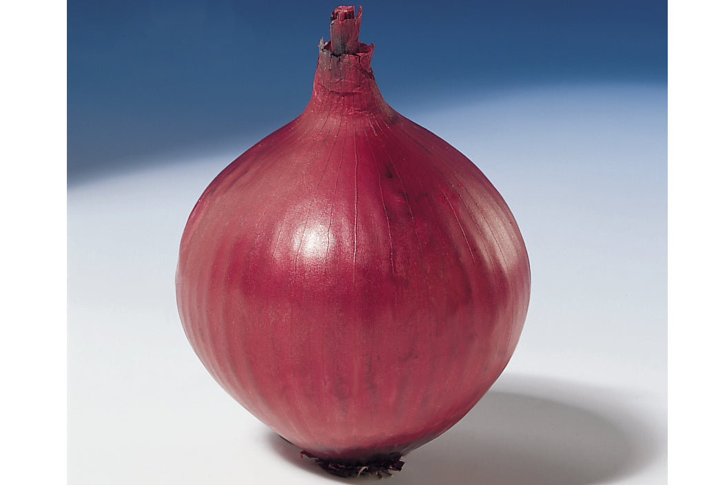ONION TRIO 2026