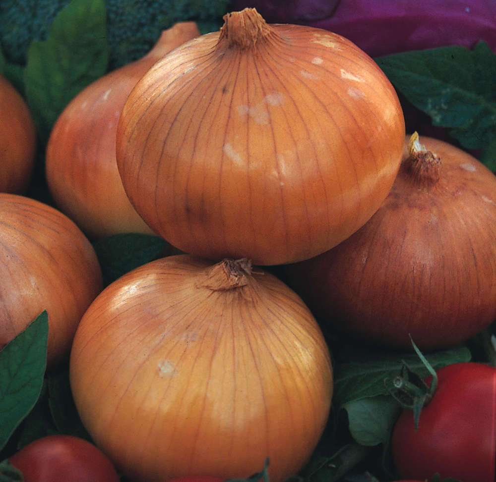 picture of Onion Senshyu Yellow