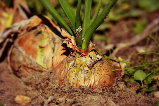 Onion Texas Giant