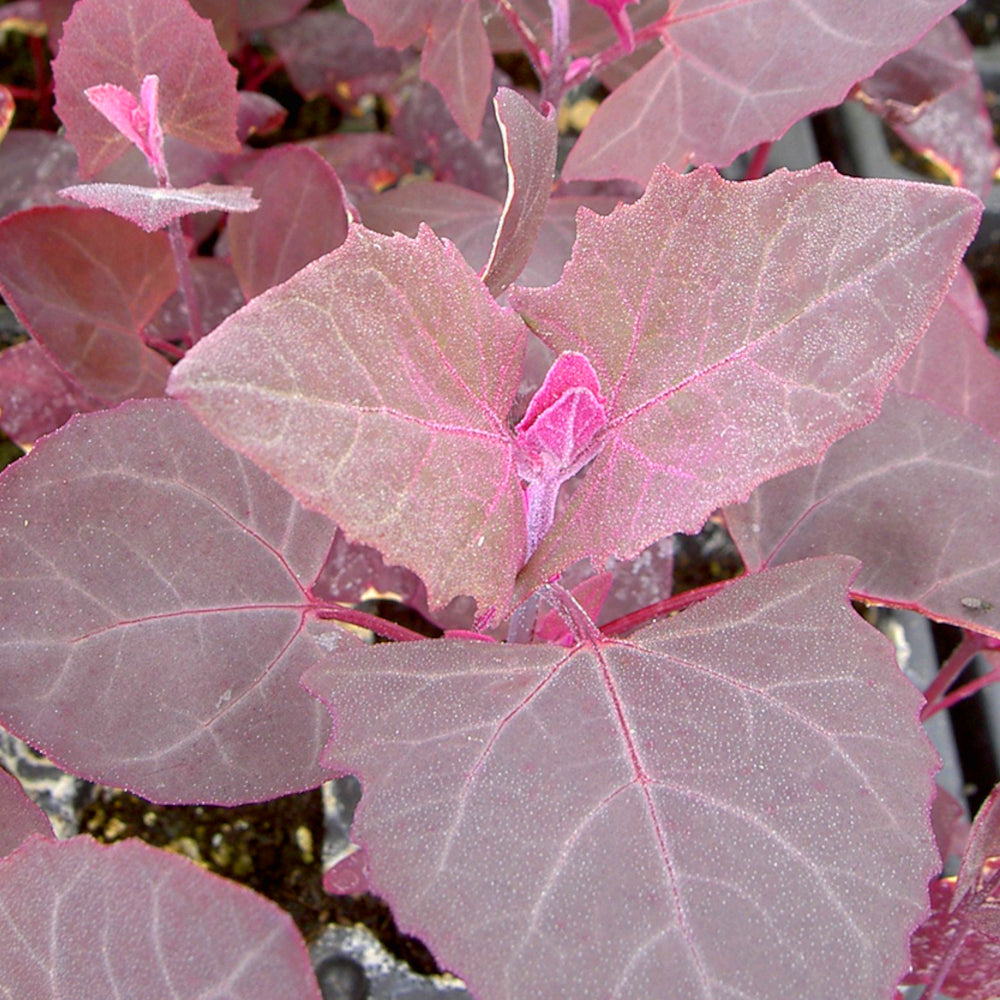 Orach Scarlet Emperor