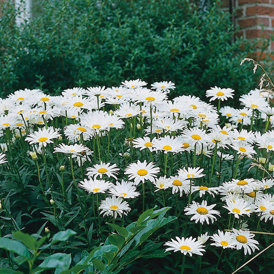 Ox-Eye Daisy (Leucanthemum vulgare)