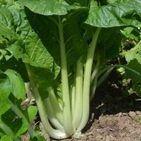 picture of Oriental Pak Choi Prize naturally nurtured seed