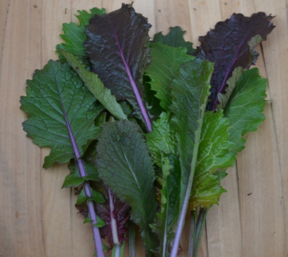 Pak Choi Vivid