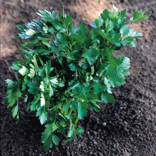 Parsley Italian Giant