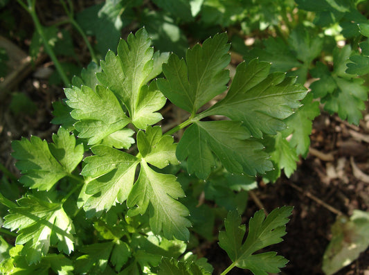Parsley Laura