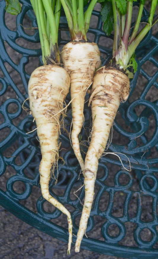 Parsnip Tender and True