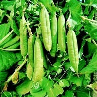 picture of Pea Onward (maincrop)