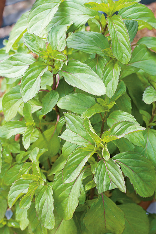 Mint Peppermint