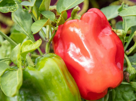 Pepper Paragon