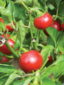 Pepper Red Cherry