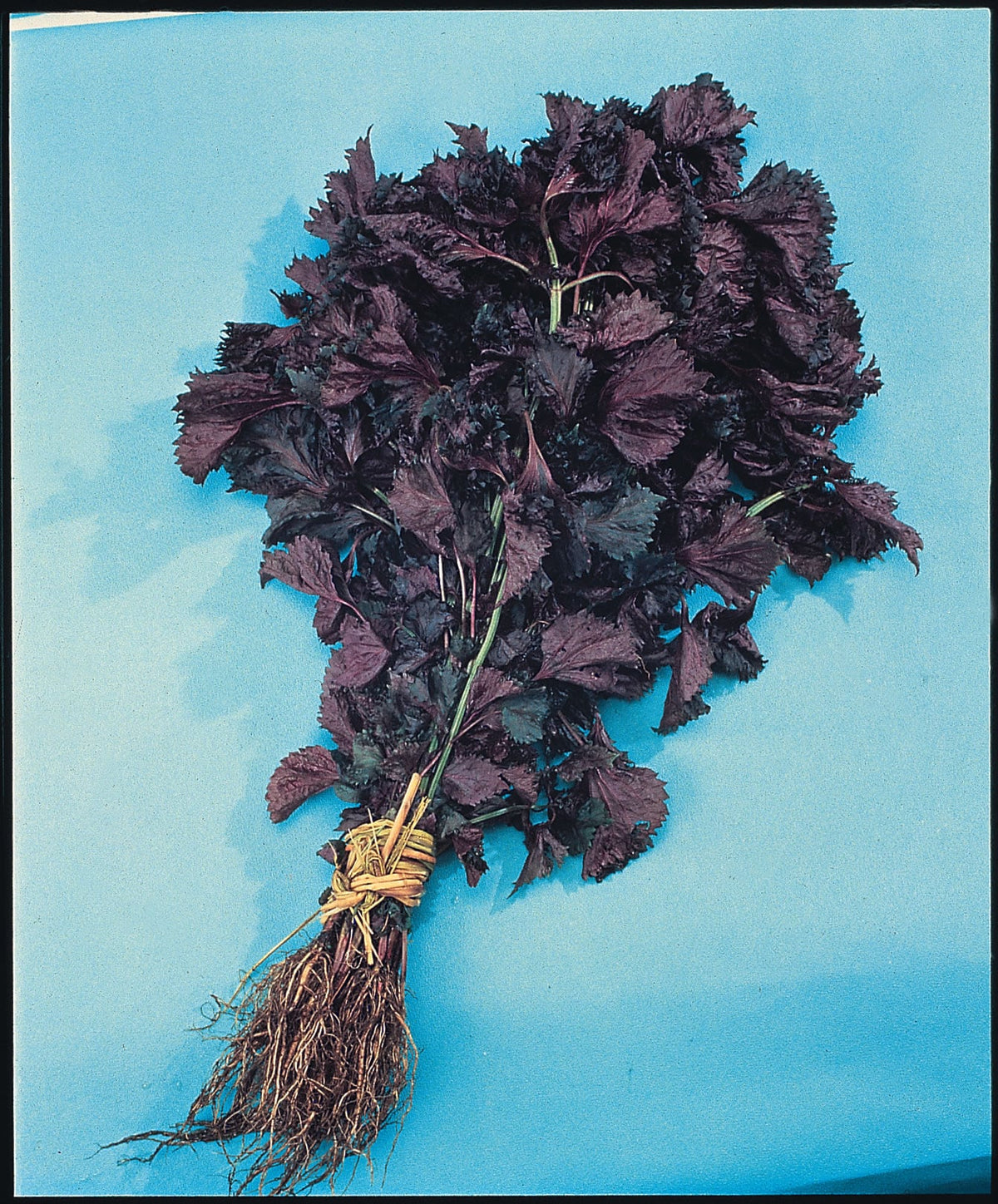 Perilla Shiso Red)