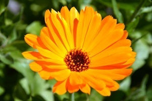 picture of Marigold, Pot naturally nurtured seed