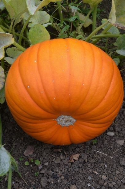 picture of Pumpkin Bellatrix F1