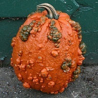 picture of Pumpkin Goosebumps