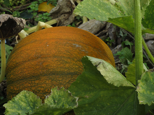Pumpkin Connecticut Field