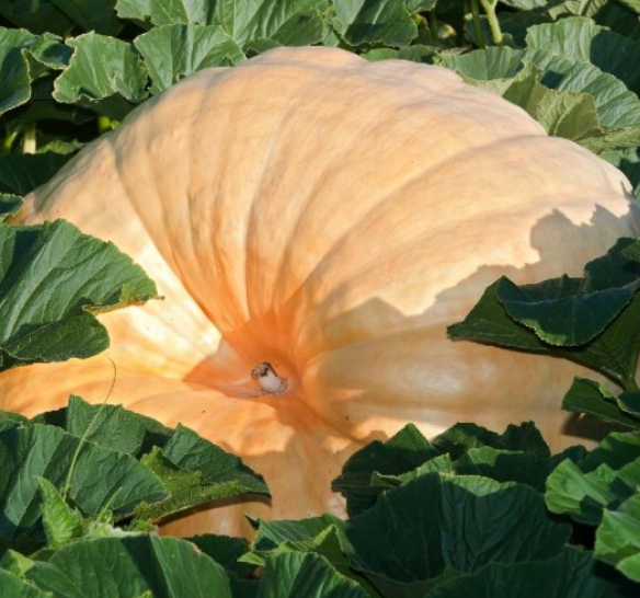 Pumpkin Dills Atlantic Giant