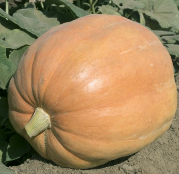 Pumpkin Mammoth Gold
