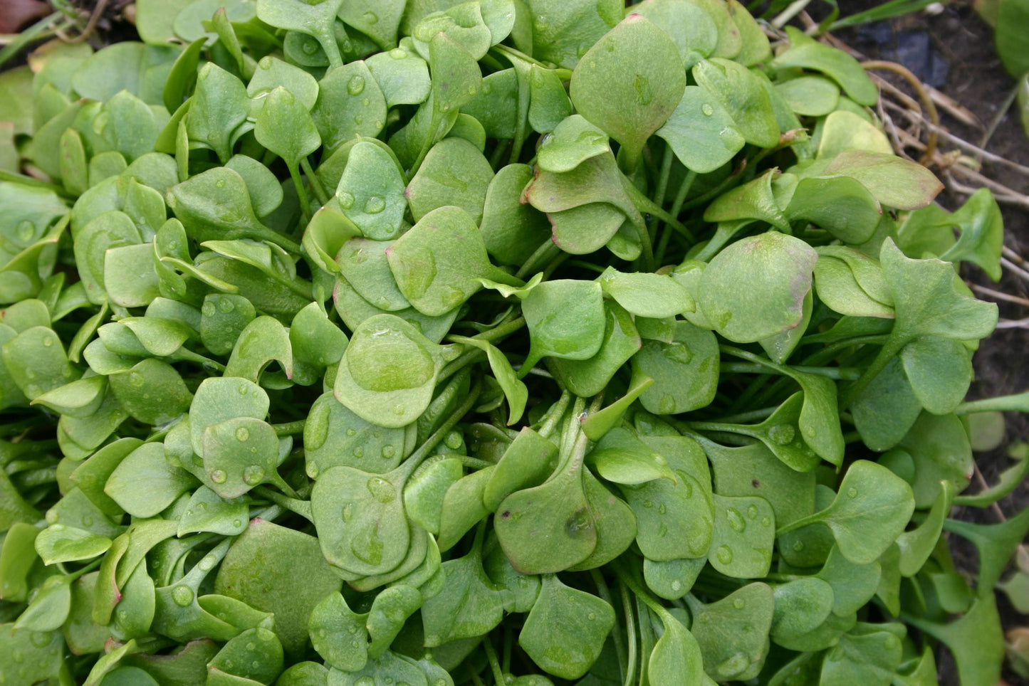 Winter Purslane