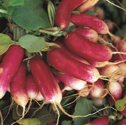 Radish French Breakfast