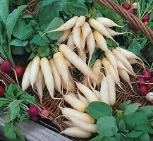 picture of Radish Long White Icicle