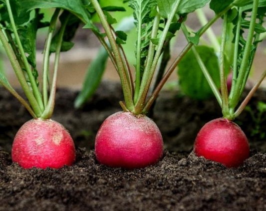 Radish Crimson Giant
