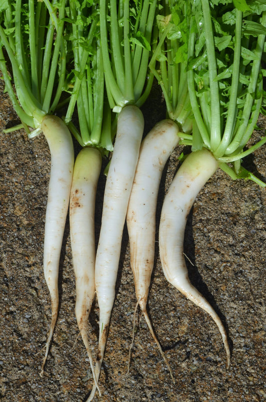 Radish Mooli Minowase