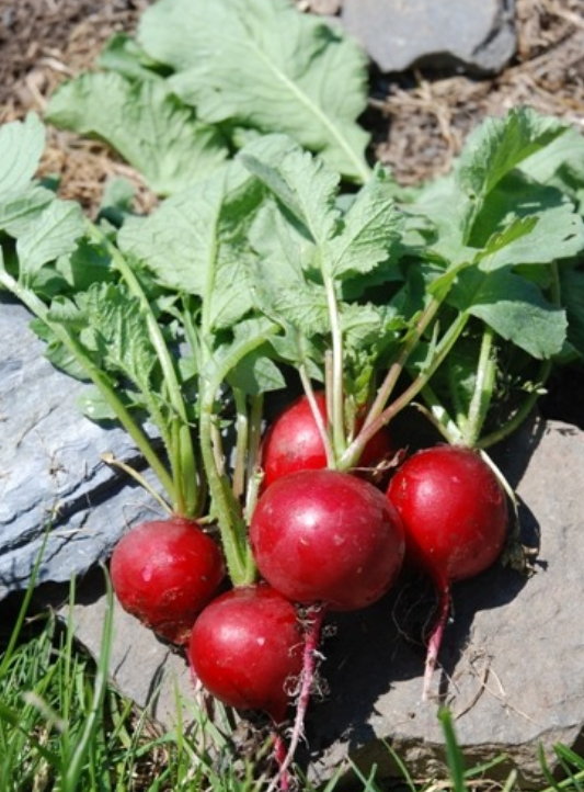 Radish Saxa