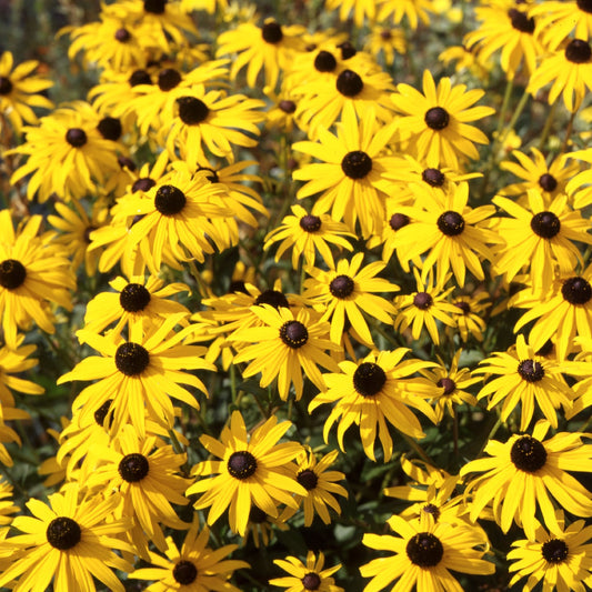 Rudbeckia Goldstrum Black Eyed Susan