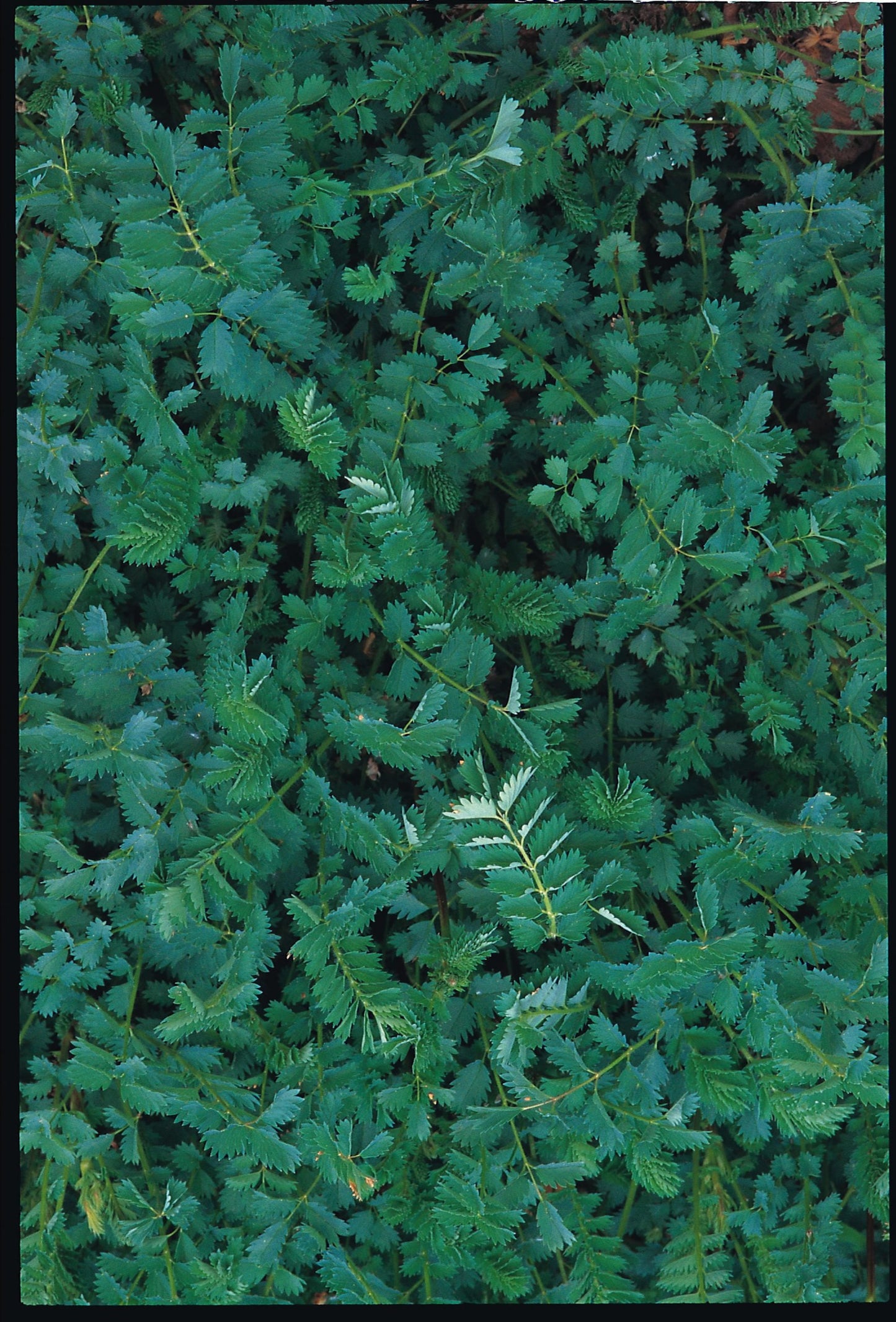 Salad Burnet