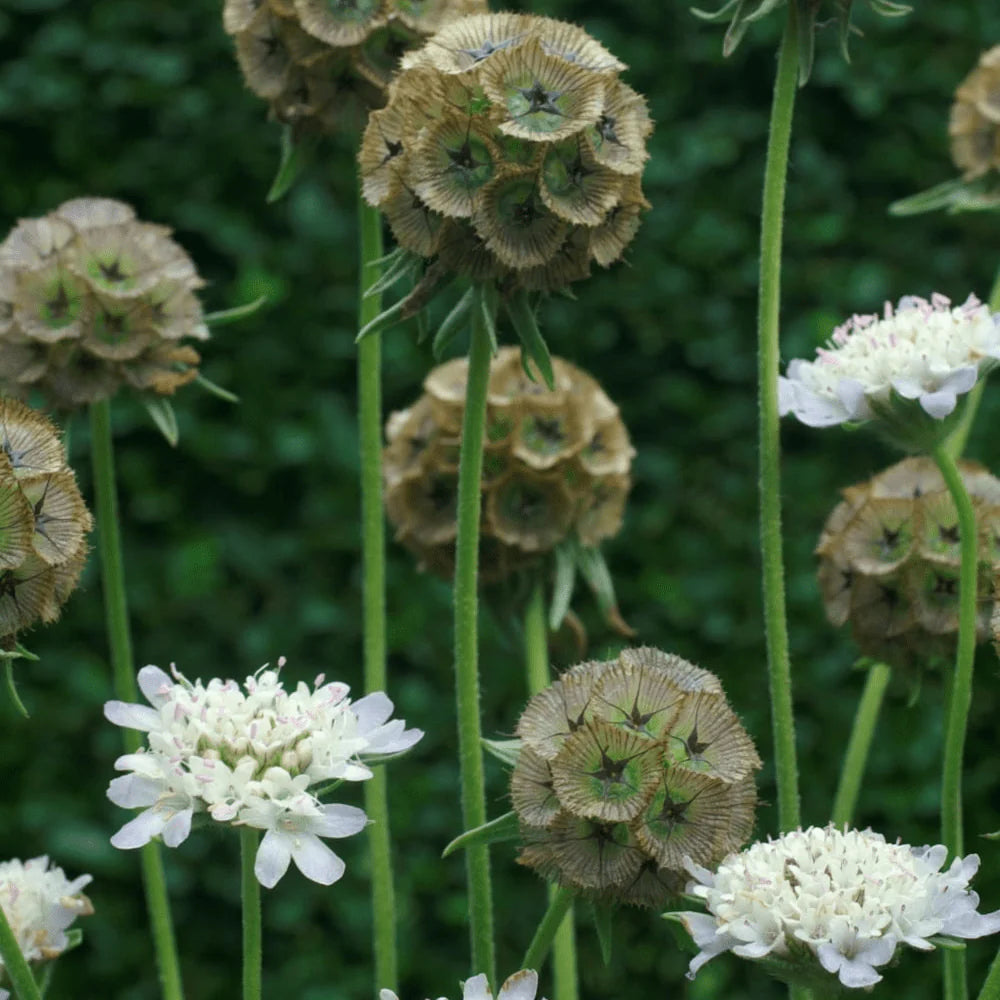 Scabiosa Pingpong