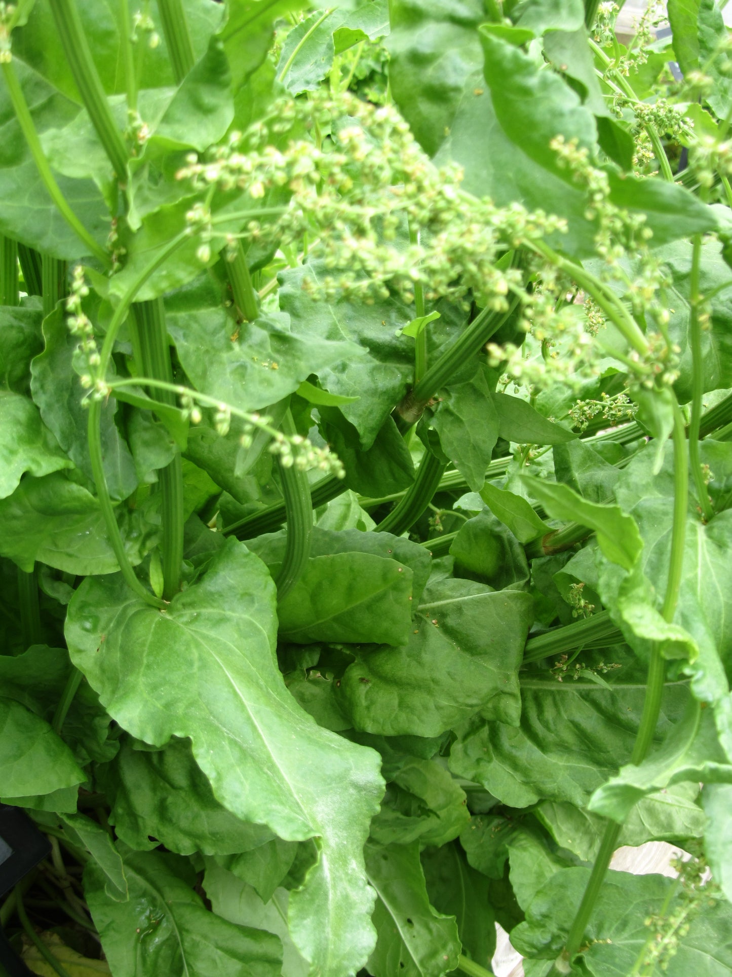 Sorrel Broadleaf