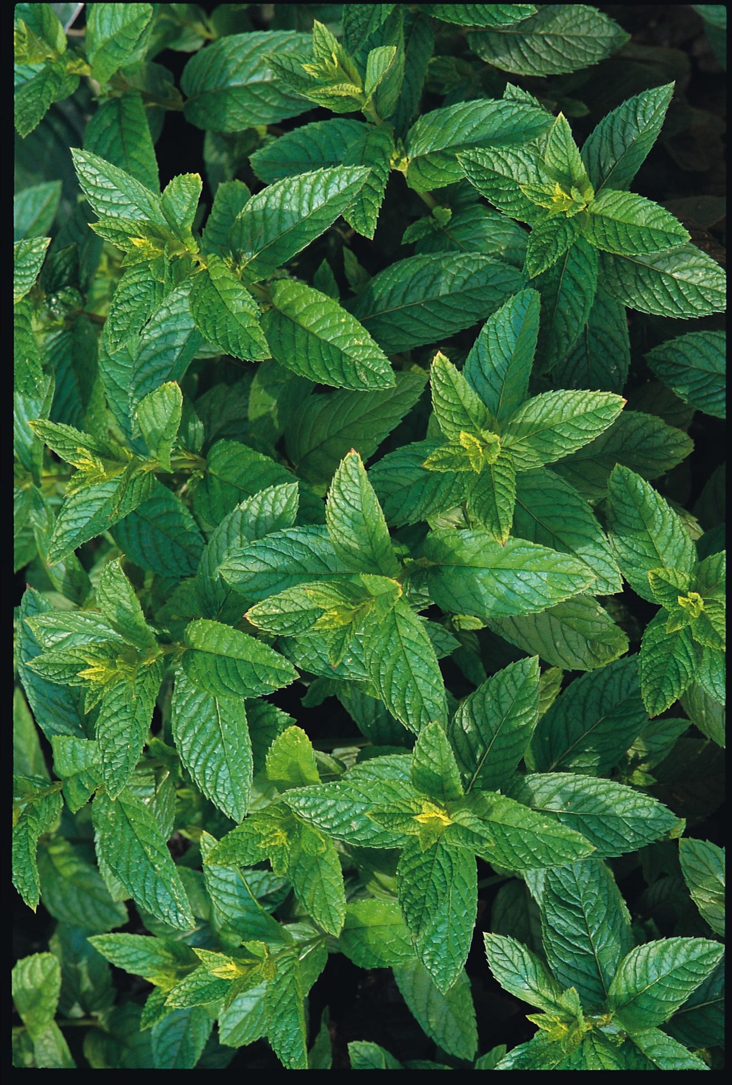 Mint Spearmint