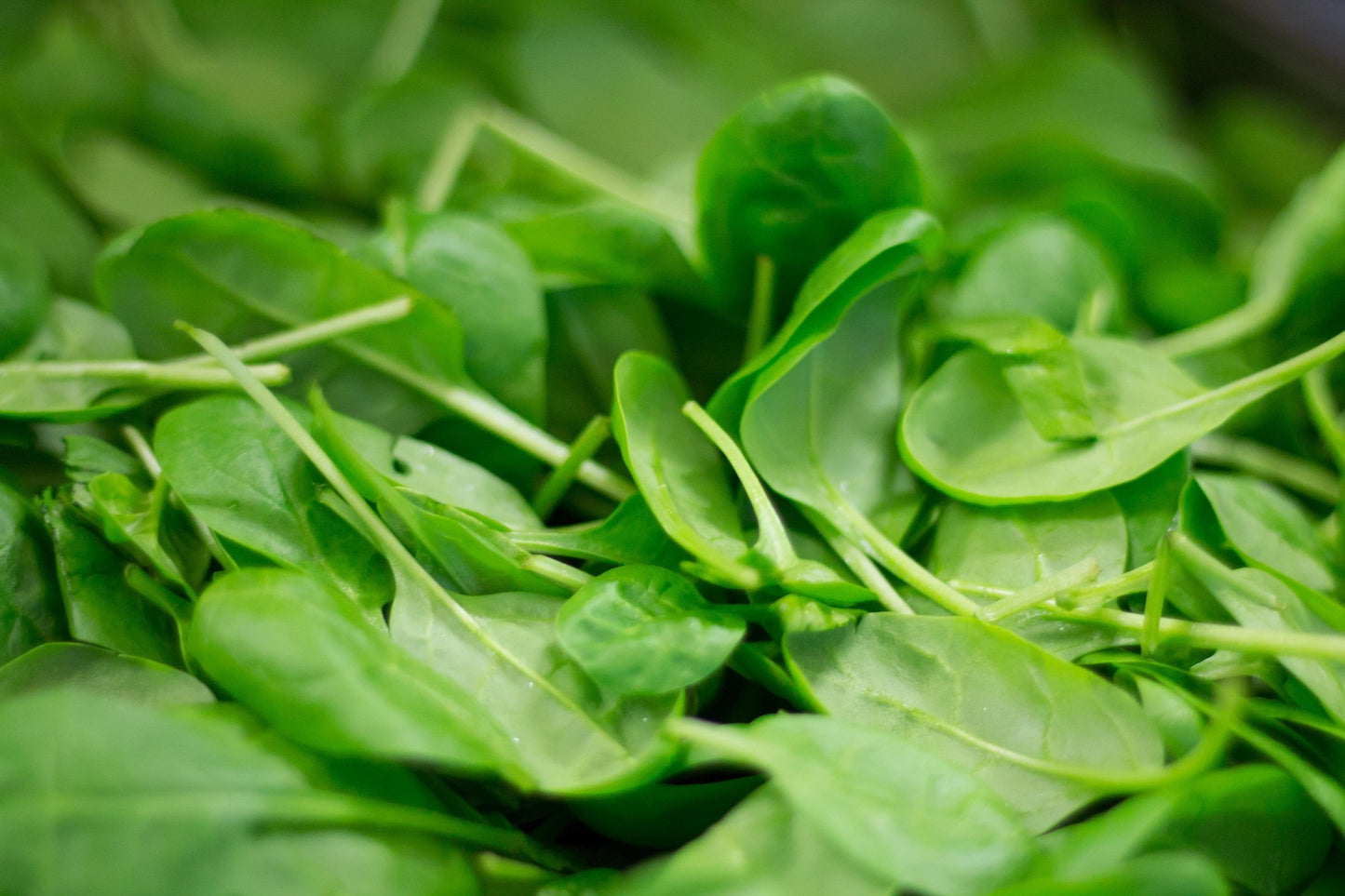 Spinach Helios F1