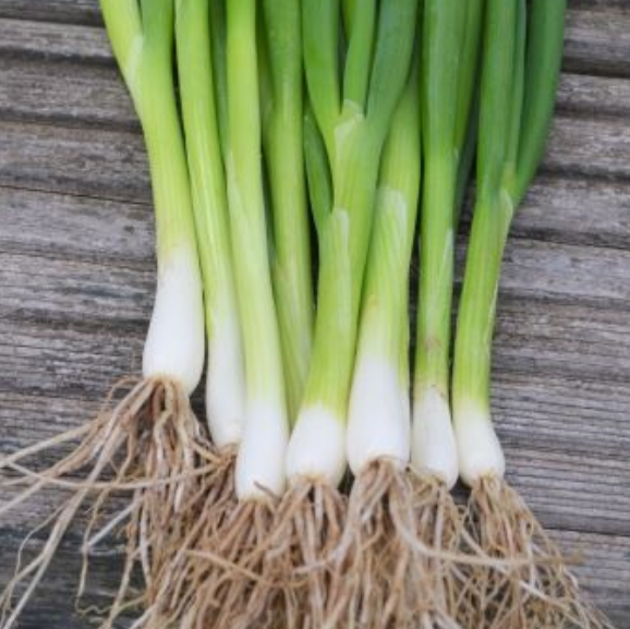Spring Onion Parade