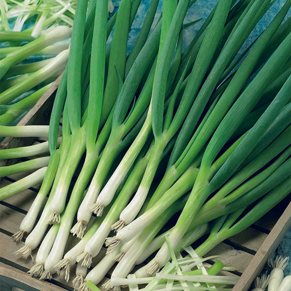 Spring Onion Winter Hardy White Lisbon