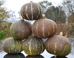 picture of Squash Green Hokkaido naturally nurtured seed